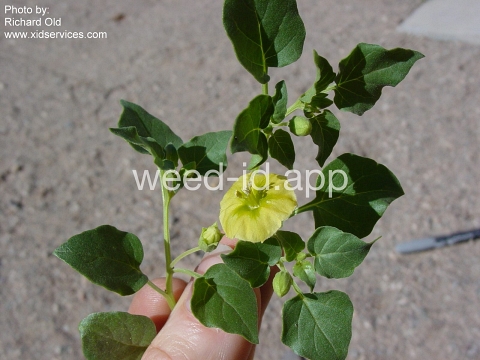 groundcherry, prairie